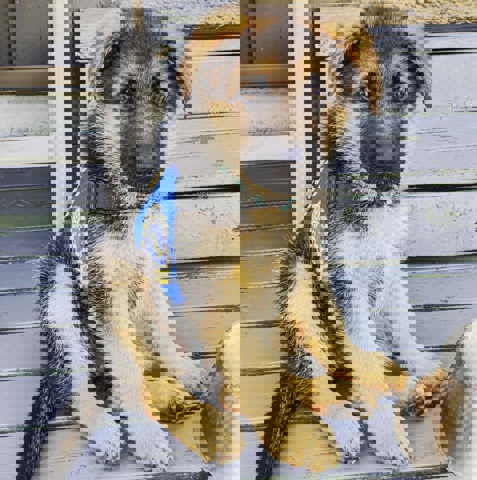 Bessi - klubbens egen førerhundaspirant